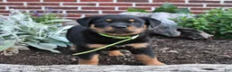 Rottweiler dogs for sale: Bliss - Ad 2