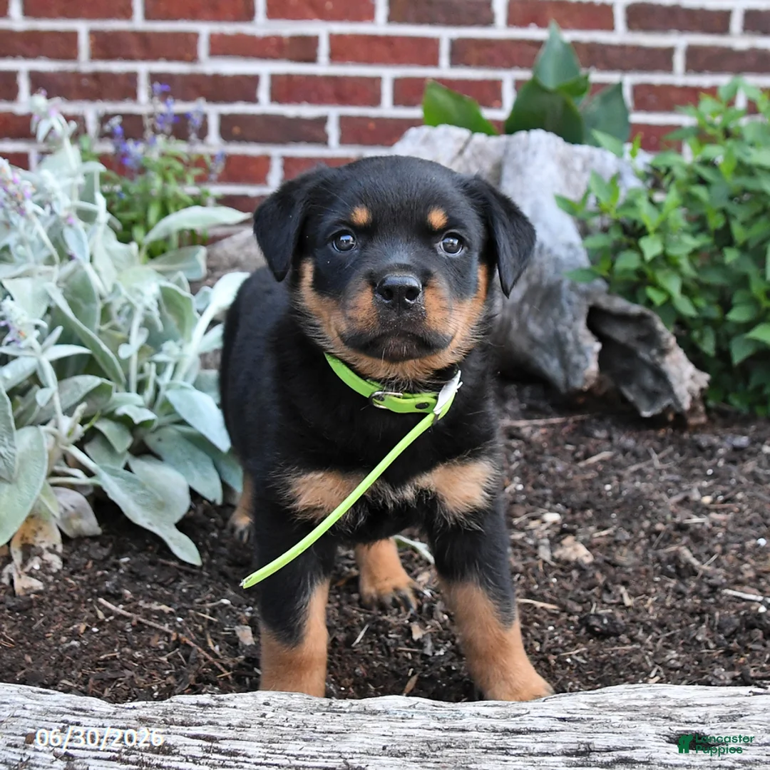 Rottweiler dogs for sale: Bliss - Ad 2