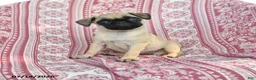 Pug dogs for sale: Meg - Ad 1