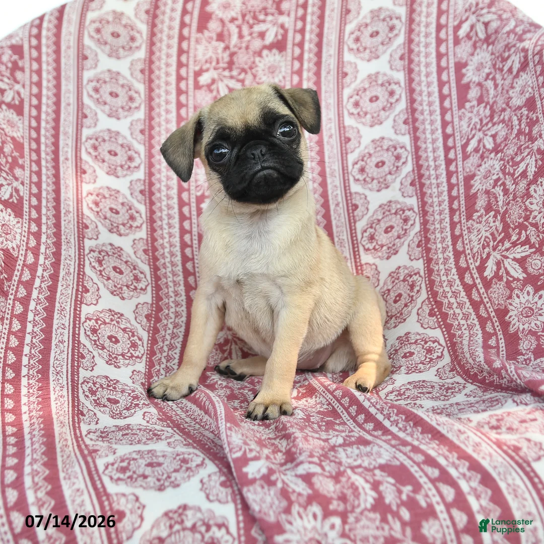Pug dogs for sale: Meg - Ad 1