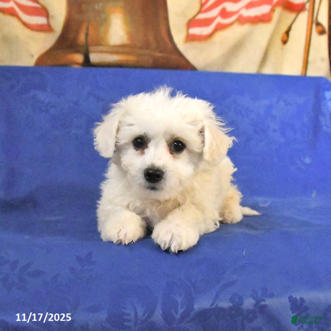 Bichon Frise dogs for sale: Bear - Ad 3