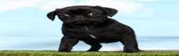 Pug dogs for sale: Zen - Ad 1