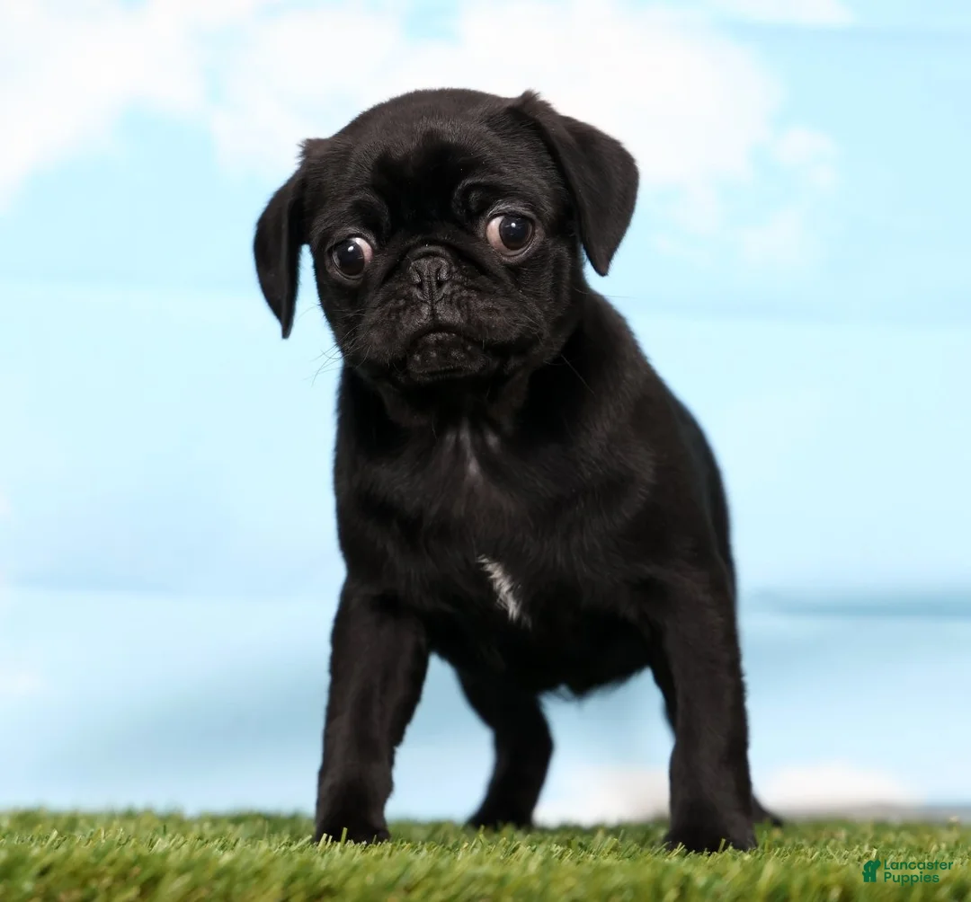 Pug dogs for sale: Zen - Ad 1