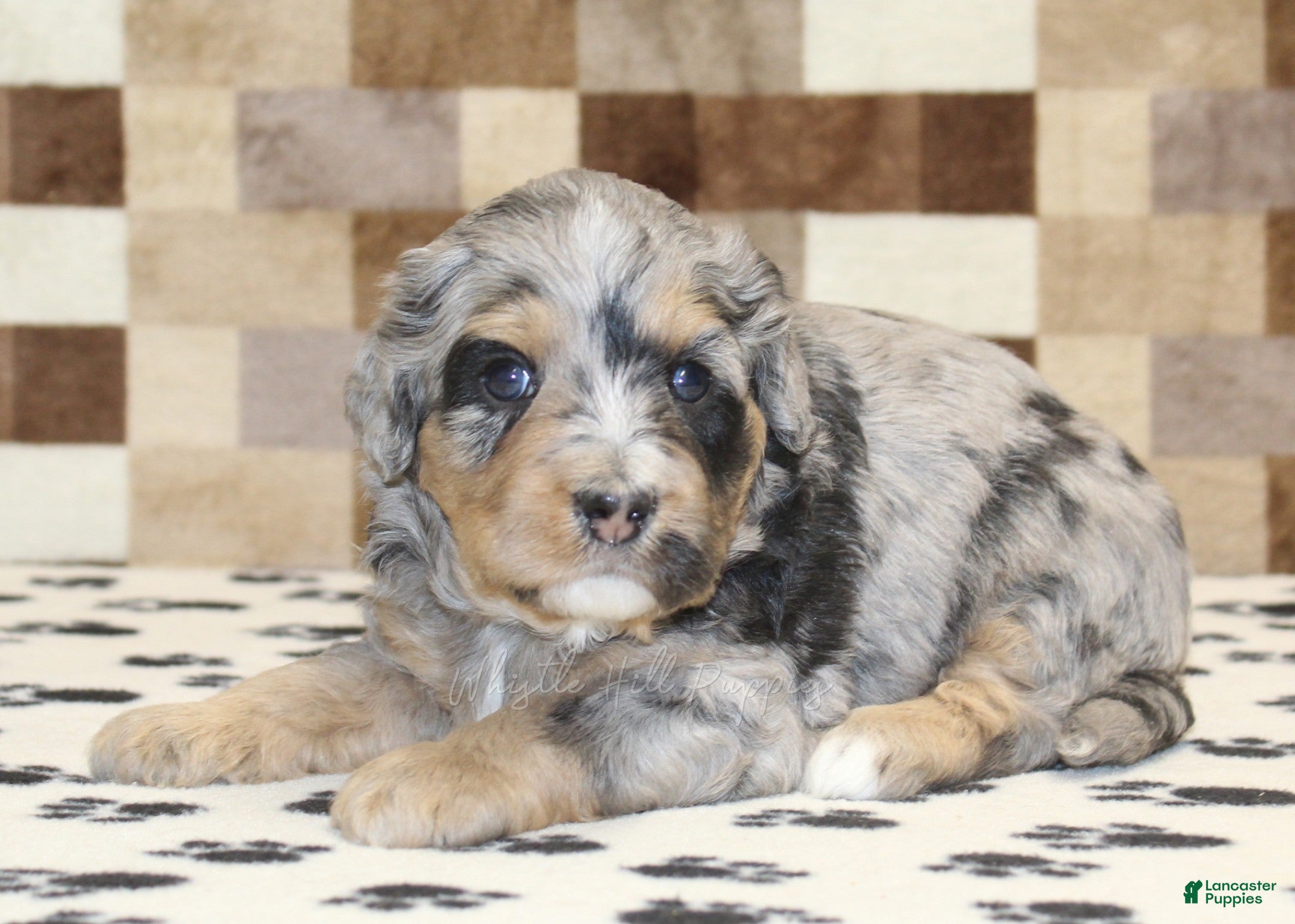 Mini Bernedoodle dogs Ace - Ad 2