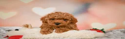 Toy Poodle dogs for sale: Cash - Ad 5