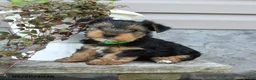 Yorkshire Terrier dogs for sale: Caramel - Ad 3