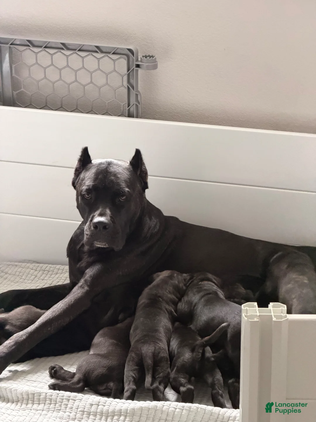 Cane Corso dogs for sale: Cane Corso Puppy 2 - Ad 2