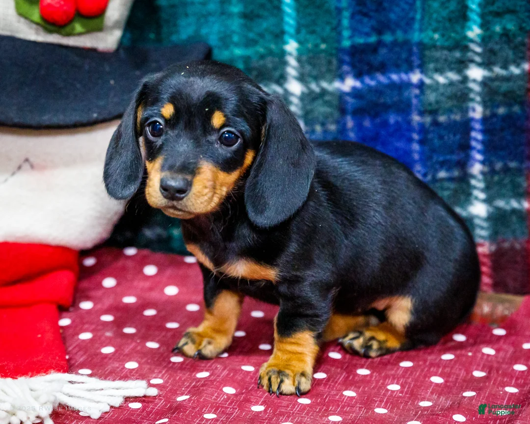 Miniature Dachshund dogs for sale: Abby - Ad 3