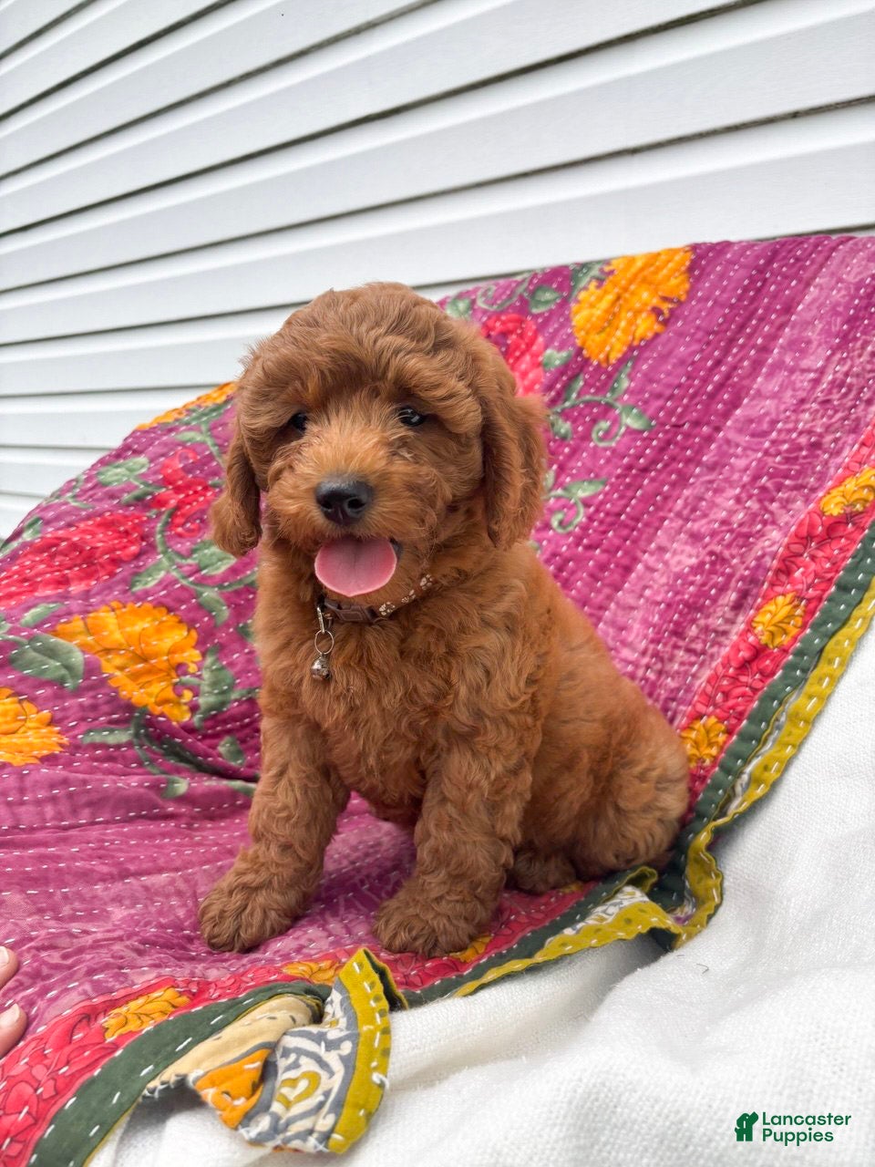 Mini Goldendoodle dogs Luna - Ad 2