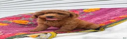 Mini Goldendoodle dogs for sale: Luna - Ad 2