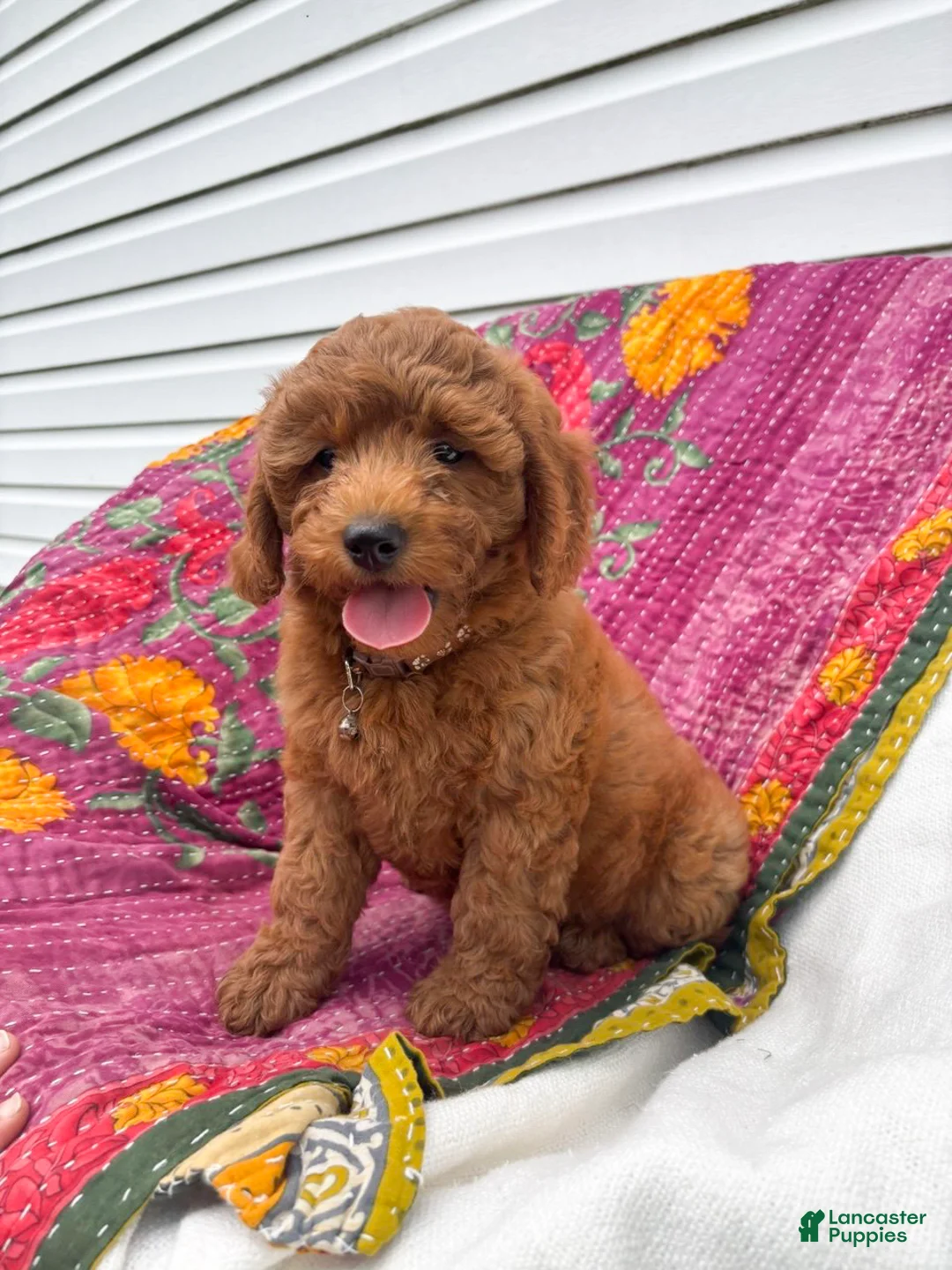 Mini Goldendoodle dogs for sale: Luna - Ad 2