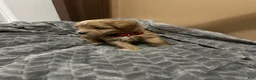 Maltipoo dogs for sale: Maltipoo 1 - Ad 3