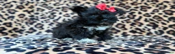 Miniature Schnauzer dogs for sale: Zelda - Ad 3