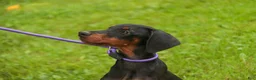 Doberman Pinscher dogs for sale: Elowen - Ad 7
