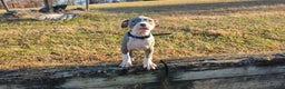 American Bully dogs for sale: Classic  - Ad 10