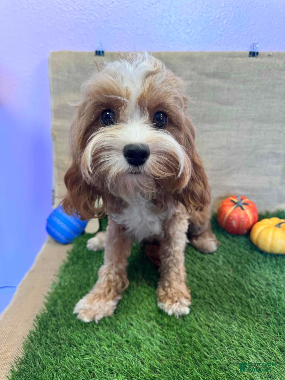 Cavapoo dogs for sale: Cavapoo Puppy 1 - Ad 4