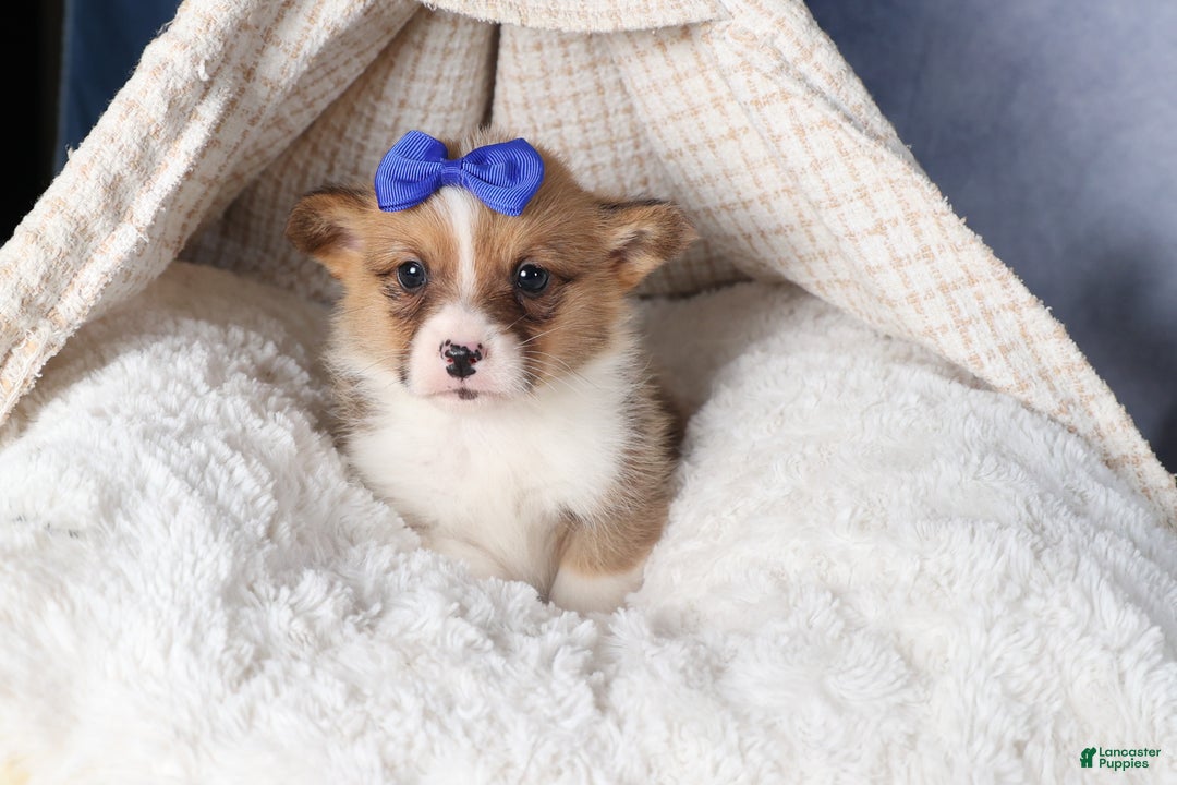 Welsh Corgi Pembroke dogs for sale: BO - Ad 14