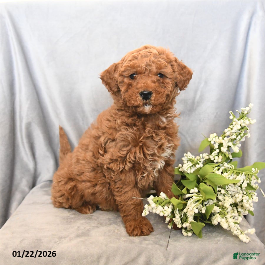 Mini Goldendoodle dogs Justin - Ad 2