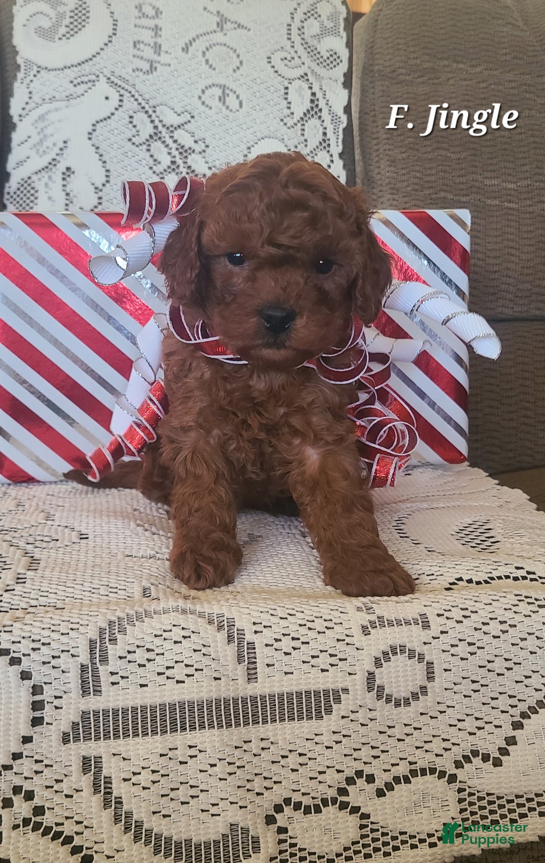 Miniature Poodle dogs for sale: Miniature Poodle Jingle  - Ad 3