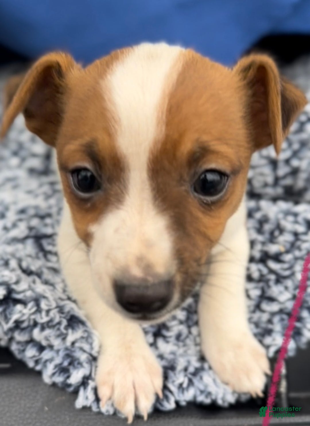 Jack Russell Terrier dogs for sale: Biscuit - Ad 1