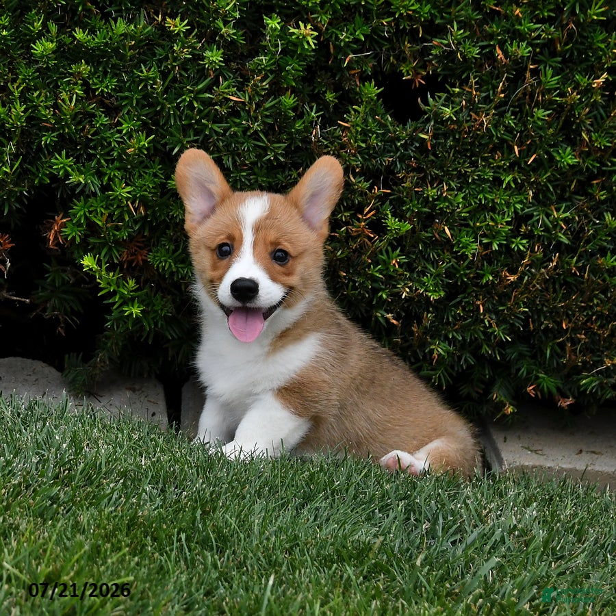 Welsh Corgi Pembroke dogs Pine - Ad 1