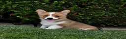 Welsh Corgi Pembroke dogs for sale: Pine - Ad 5