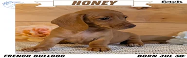 Honey