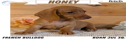 Miniature Dachshund dogs for sale: Honey - Ad 1