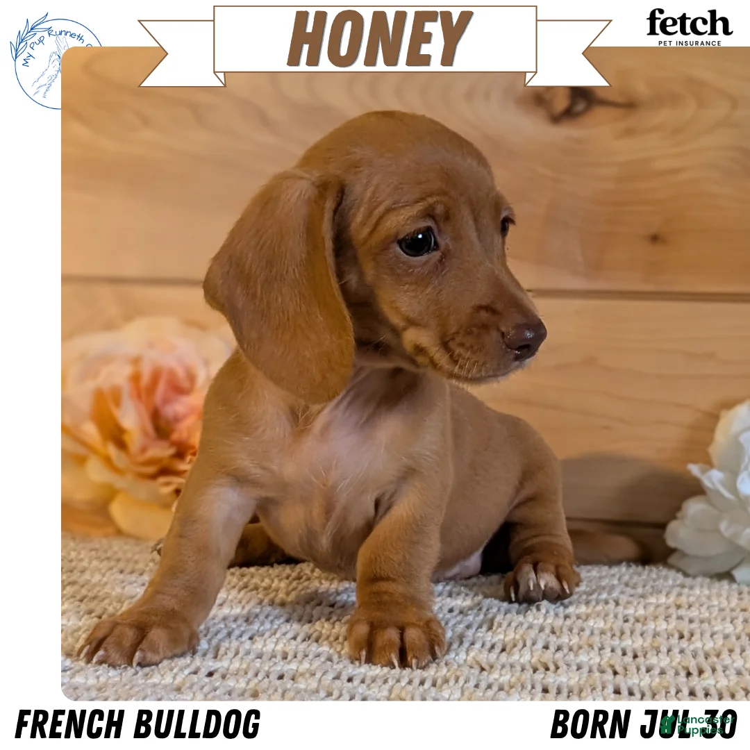 Miniature Dachshund dogs for sale: Honey - Ad 1