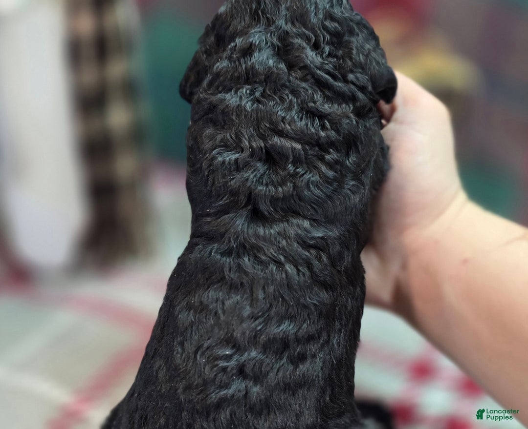 Cockapoo dogs for sale: Foggy - Ad 43