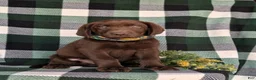 Labrador Retriever dogs for sale: Wallace  - Ad 3