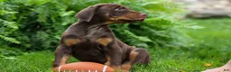 Doberman Pinscher dogs for sale: Gus 🐾 - Ad 17