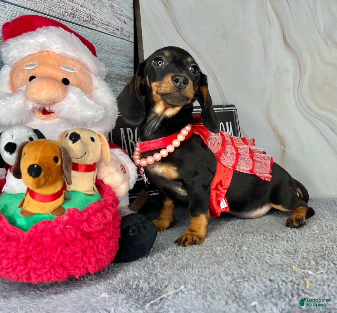 Miniature Dachshund dogs for sale: AKC Champion import - Ad 12