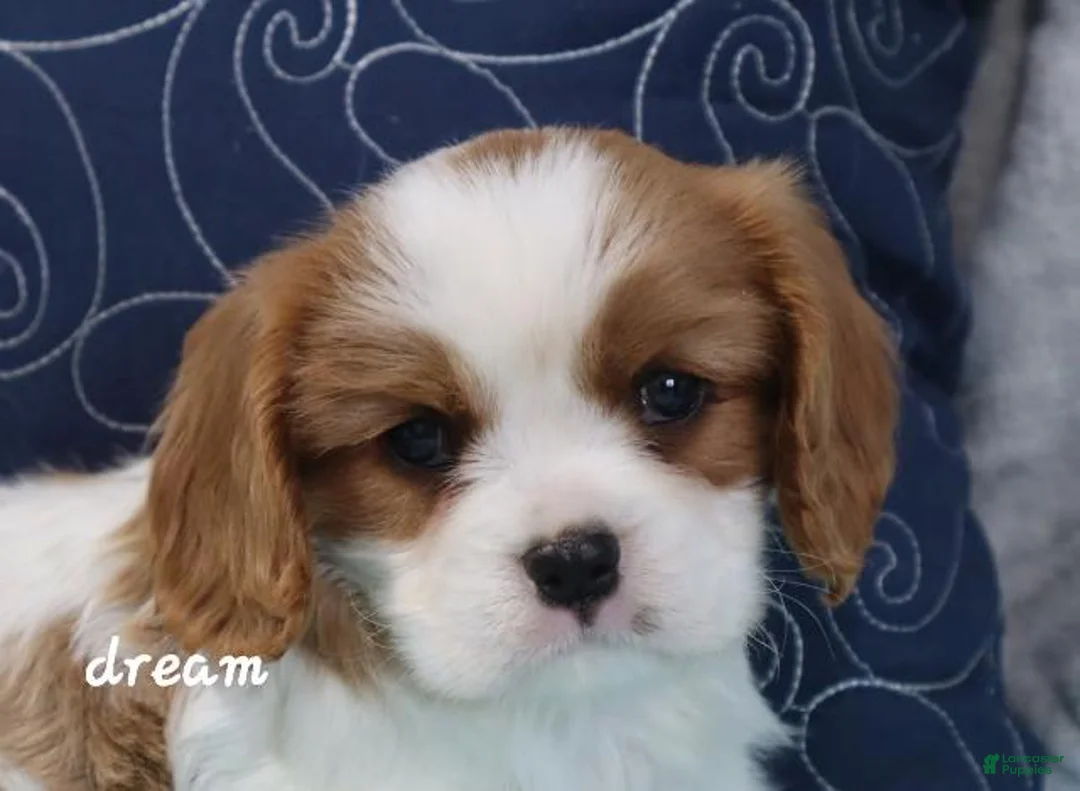 Cavalier King Charles Spaniel dogs for sale: Barclay - Ad 3