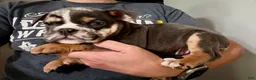 English Bulldog dogs for sale: Versace - Ad 126