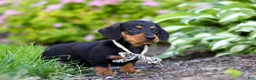 Miniature Dachshund dogs for sale: Anson - Ad 4