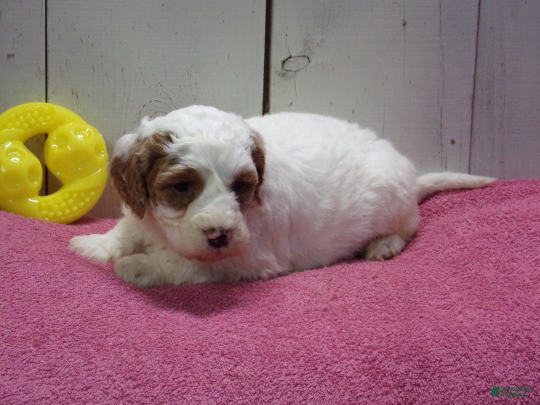 Goldendoodle dogs for sale: Harriet - Ad 2