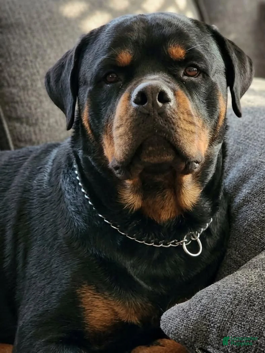 Rottweiler dogs for sale: Dubo - Ad 3