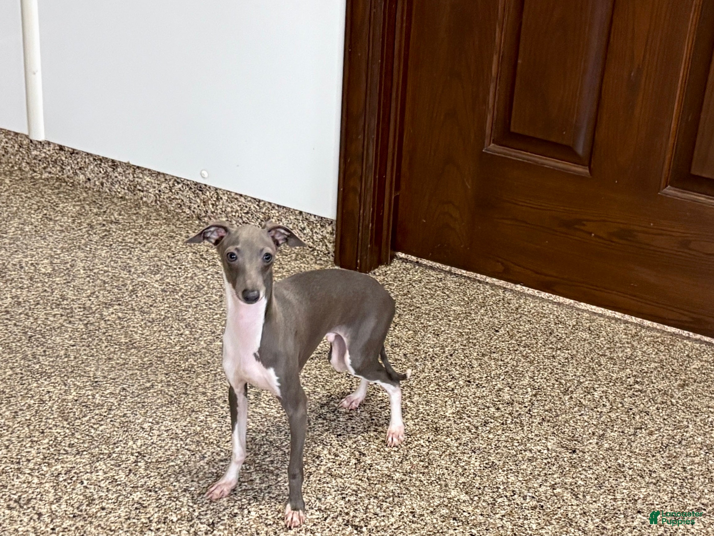 Italian Greyhound dogs Henry - Ad 6