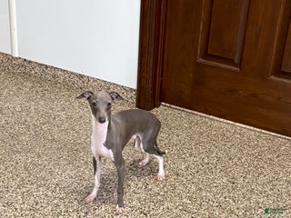 Italian Greyhound dogs Henry - Ad 6