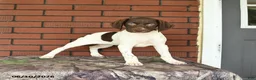 German Shorthaired Pointer dogs for sale: Garnet - Ad 10