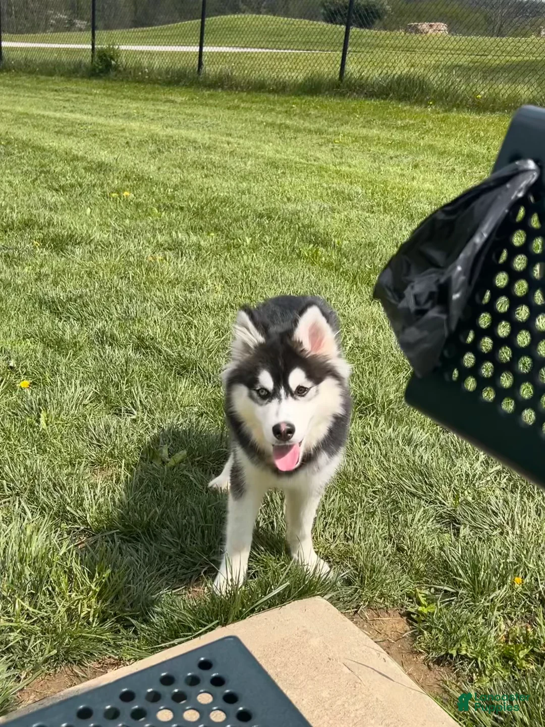 Siberian Husky dogs for sale: Haha - Ad 3