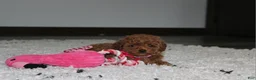 Toy Poodle dogs for sale: Bella - Ad 7