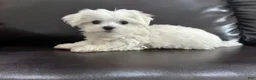 Maltese dogs for sale: Lvy - Ad 3