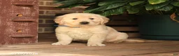 Golden Retriever dogs for sale: Celeste - Ad 3