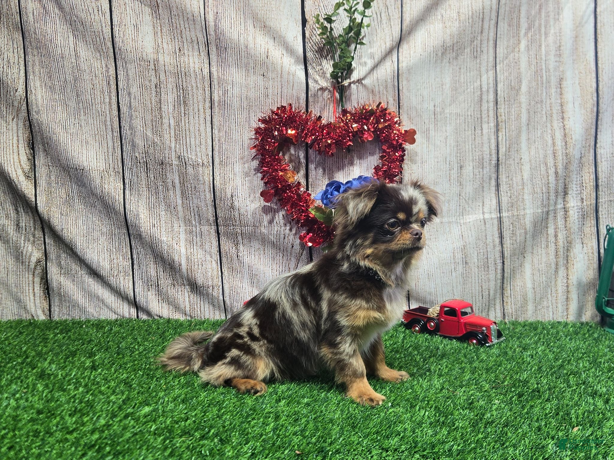 Chihuahua dogs Miron - Ad 1