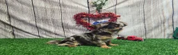 Chihuahua dogs for stud: Miron - Ad 1