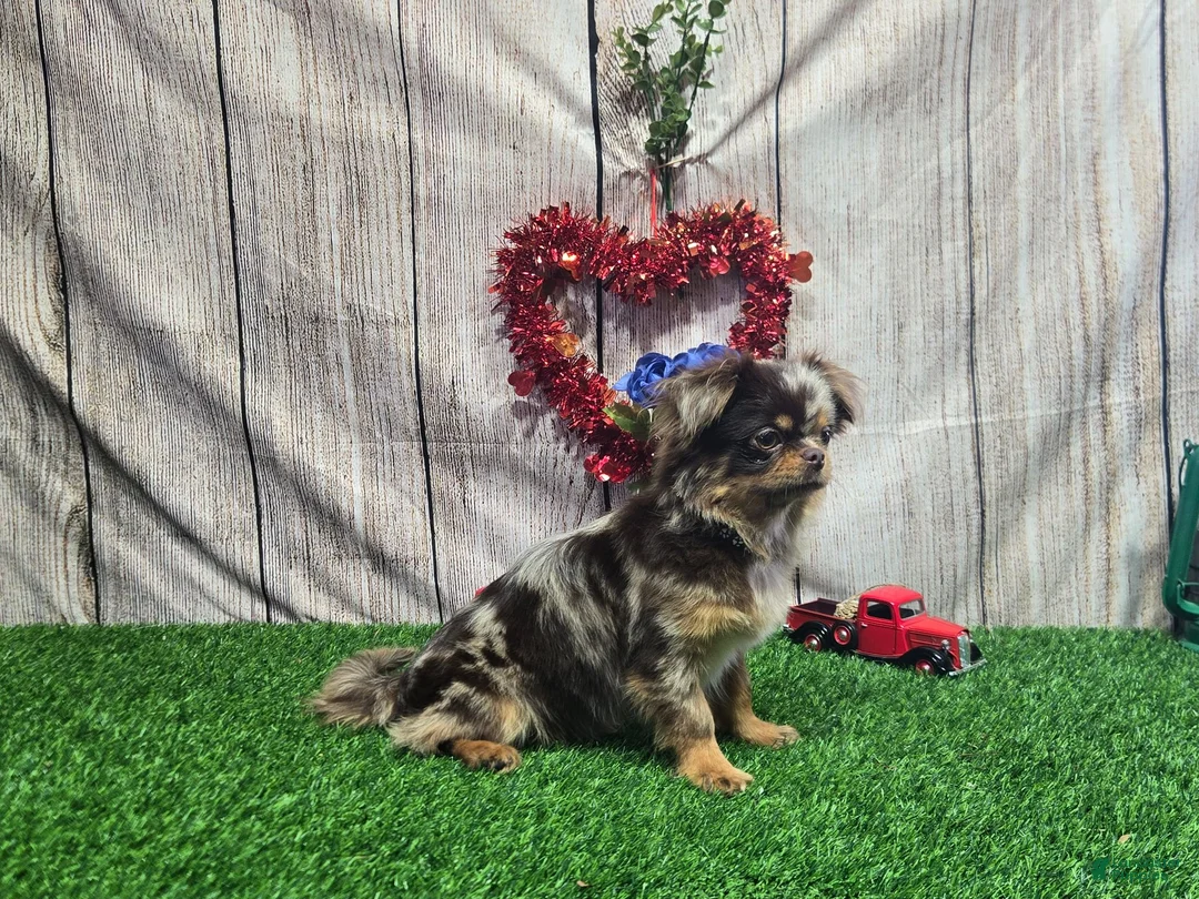 Chihuahua dogs for stud: Miron - Ad 1