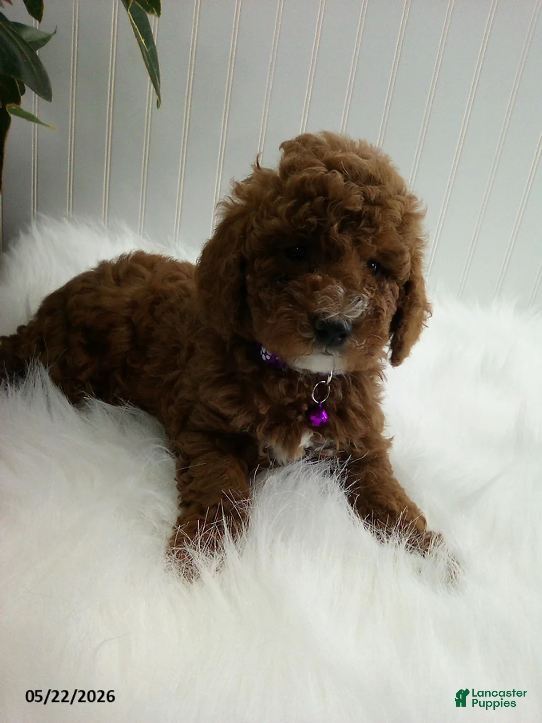 Miniature Poodle dogs for sale: Stella - Ad 3