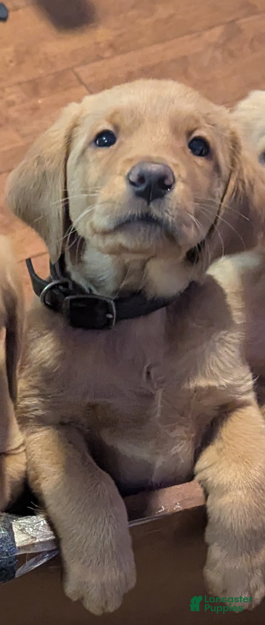 Mixed Breed dogs for sale: Charlie - Ad 6